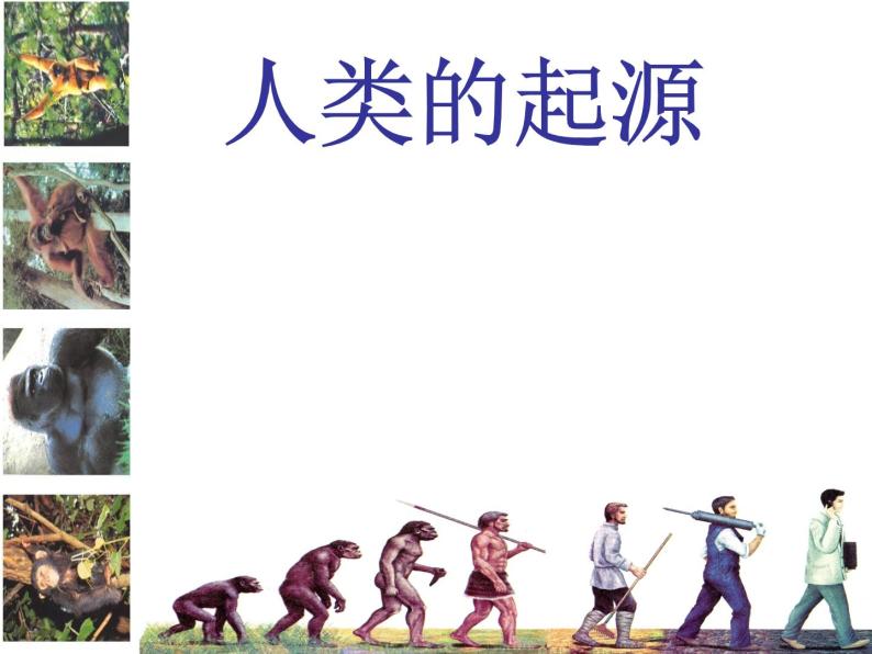 济南社八年级下册生物  5.2.1人类的起源 课件01