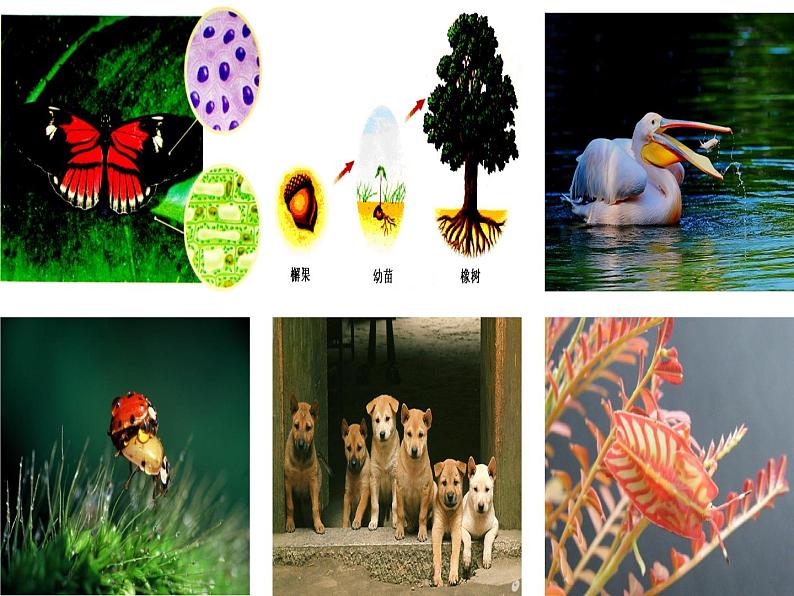 苏科版七年级下册生物 8.1生物体的基本结构 课件第2页
