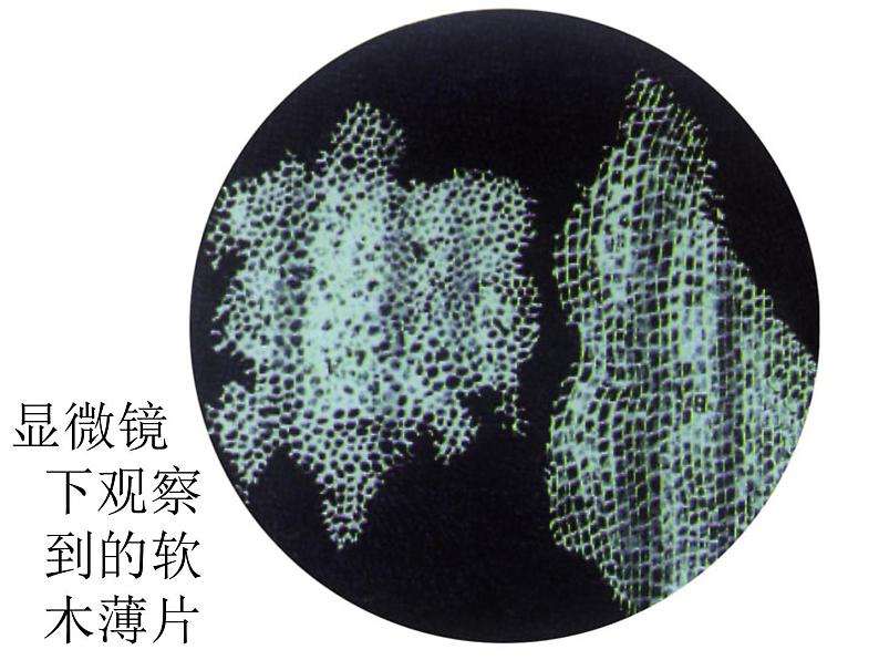 苏科版七年级下册生物 8.1生物体的基本结构 课件第7页