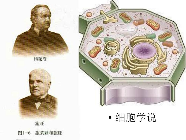 苏科版七年级下册生物 8.1生物体的基本结构 课件第8页