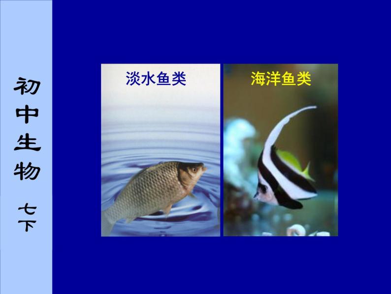 苏科版七年级下册生物 10.1水中的动物 课件02