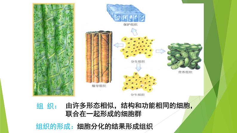 苏科版七年级下册生物 9.1植物体的组成 课件第8页