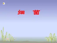 第二节细菌ppt