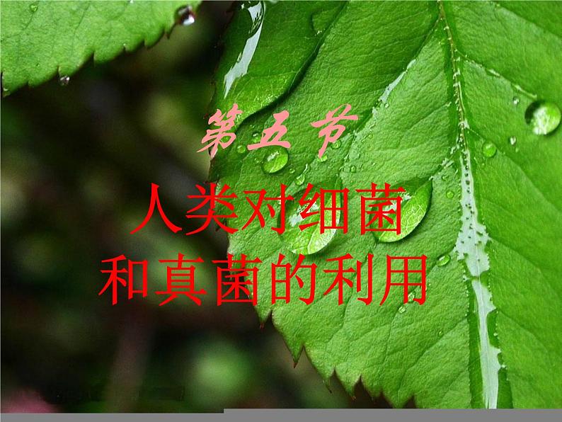 人类对细菌和真菌的利用课件PPT01