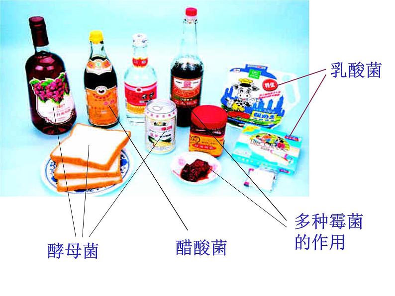 人类对细菌和真菌的利用课件PPT06