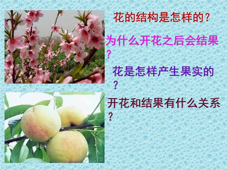 冀教版八年级下册生物 6.1.1被子植物的生殖 课件02