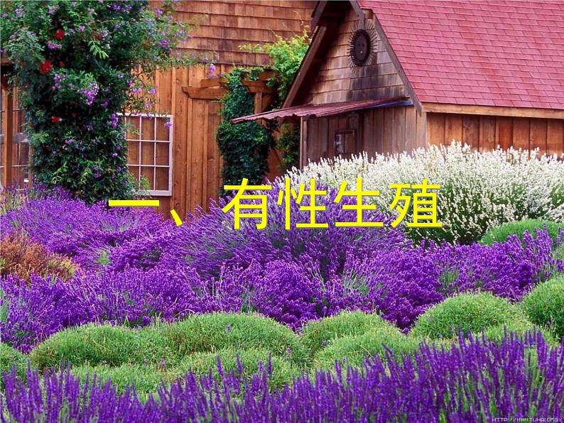 冀教版八年级下册生物 6.1.1被子植物的生殖 课件03