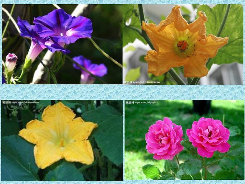 冀教版八年级下册生物 6.1.1被子植物的生殖 课件04