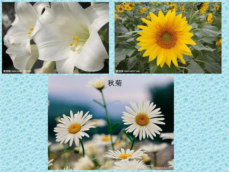 冀教版八年级下册生物 6.1.1被子植物的生殖 课件06