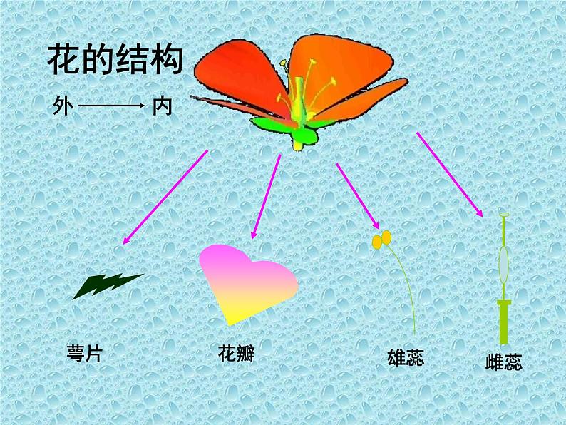 冀教版八年级下册生物 6.1.1被子植物的生殖 课件07