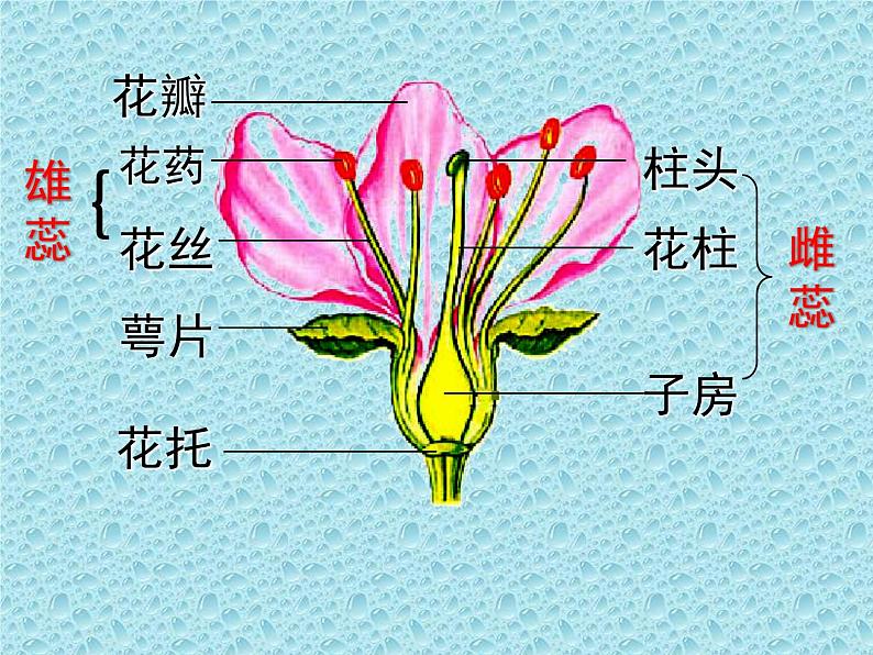 冀教版八年级下册生物 6.1.1被子植物的生殖 课件08