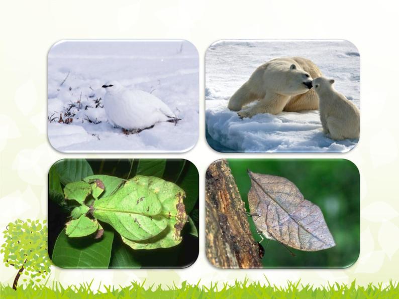 冀教版八年级下册生物  7.1.1环境对生物的影响 课件03