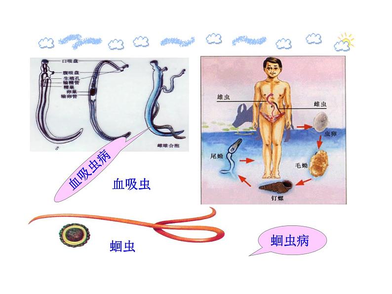苏教版八年级下册生物 25.1传染病 课件05
