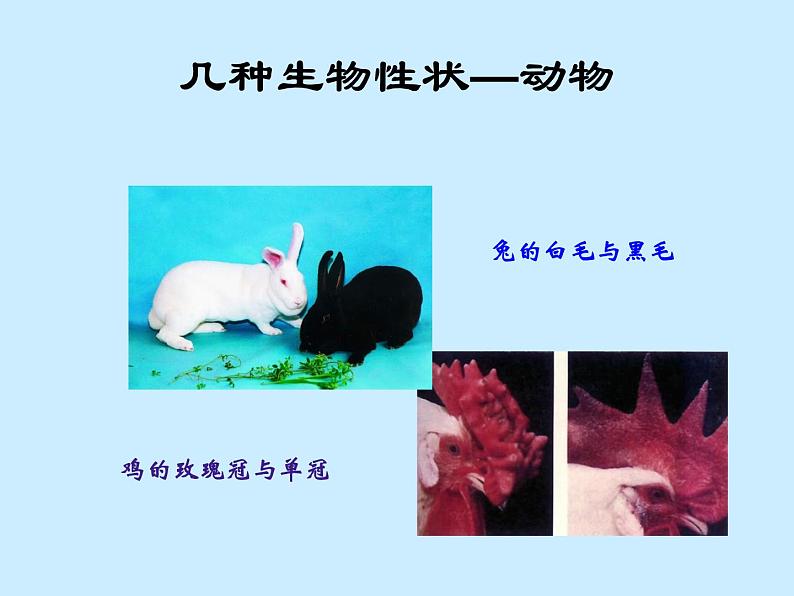 苏教版八年级下册生物 22.1DNA是主要的遗传物质 课件05