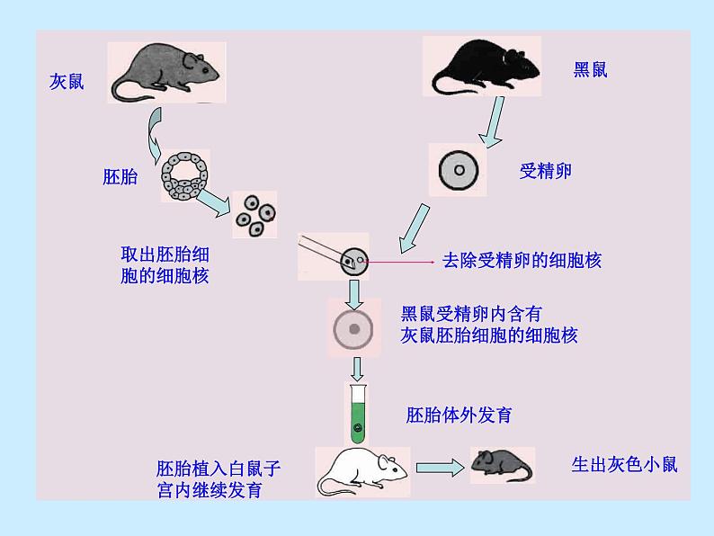 苏教版八年级下册生物 22.1DNA是主要的遗传物质 课件08