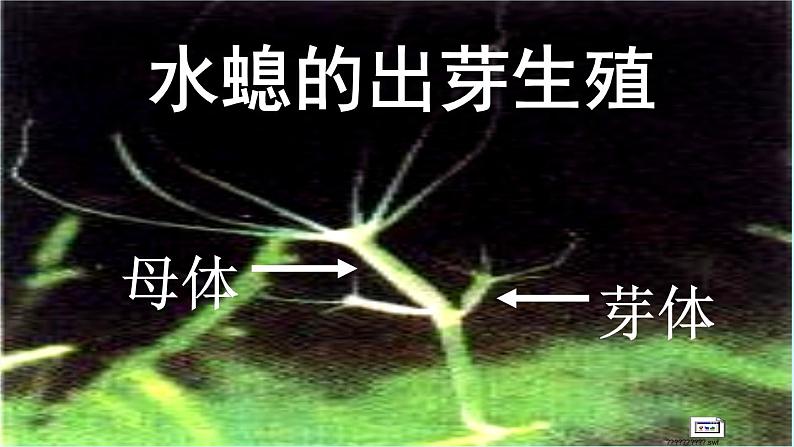 苏教版八年级下册生物 21.1生物的无性生殖 课件04