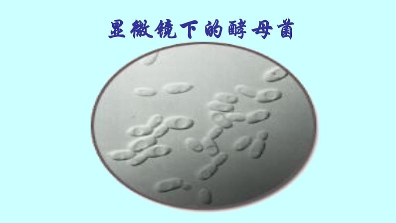 苏教版八年级下册生物 21.1生物的无性生殖 课件05
