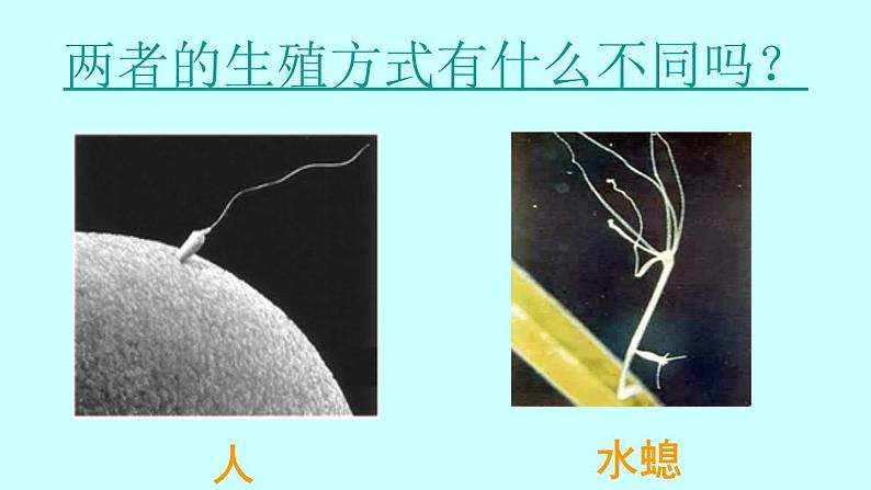 苏教版八年级下册生物 21.1生物的无性生殖 课件06