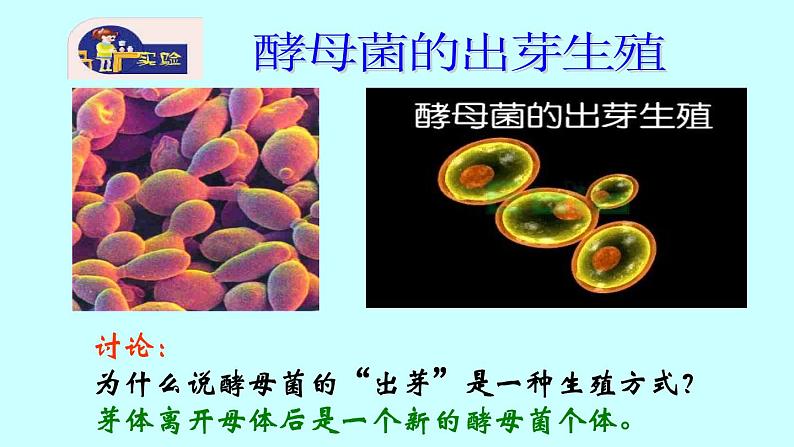 苏教版八年级下册生物 21.1生物的无性生殖 课件08