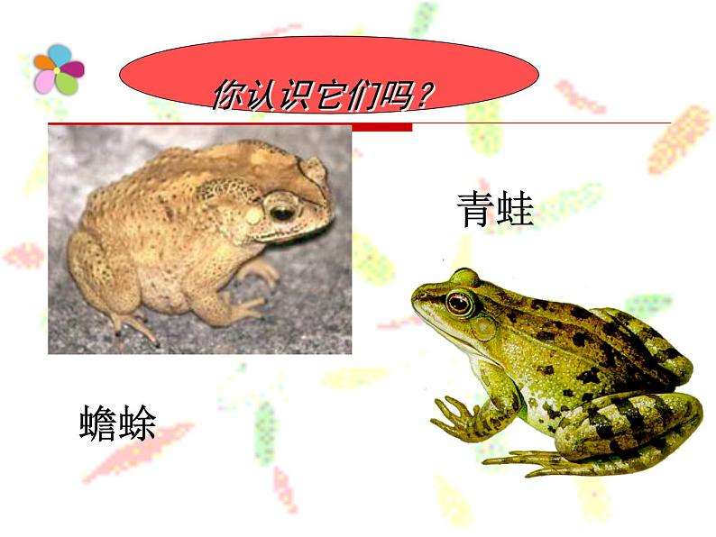 苏教版八年级下册生物 21.4两栖类的生殖与发育 课件02