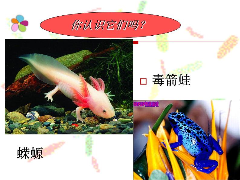 苏教版八年级下册生物 21.4两栖类的生殖与发育 课件03