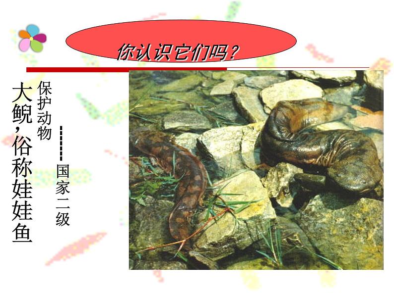 苏教版八年级下册生物 21.4两栖类的生殖与发育 课件04