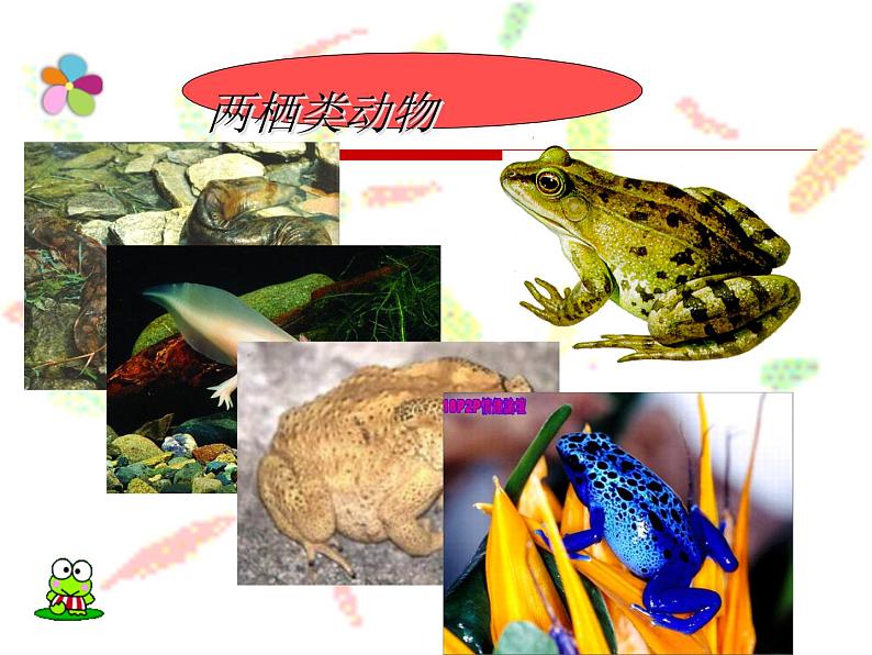 苏教版八年级下册生物 21.4两栖类的生殖与发育 课件05