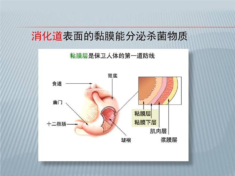苏科版八年级下册生物24.1人体的免疫防线 课件第8页