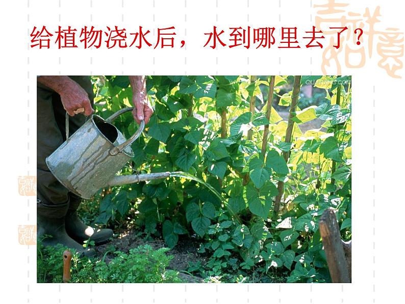北京版七下生物 5.1 植物体内的物质运输 课件第3页