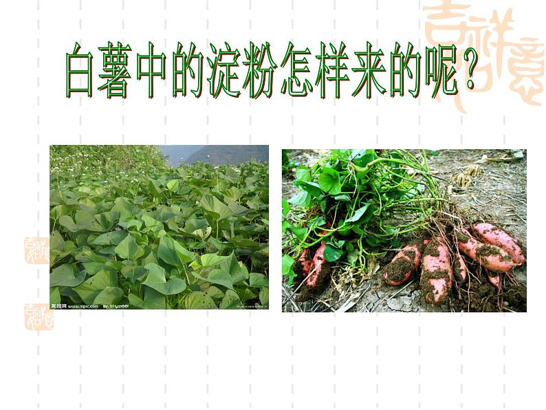 北京版七下生物 5.1 植物体内的物质运输 课件第4页