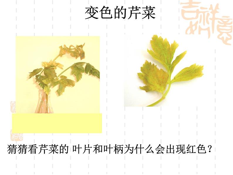北京版七下生物 5.1 植物体内的物质运输 课件第7页