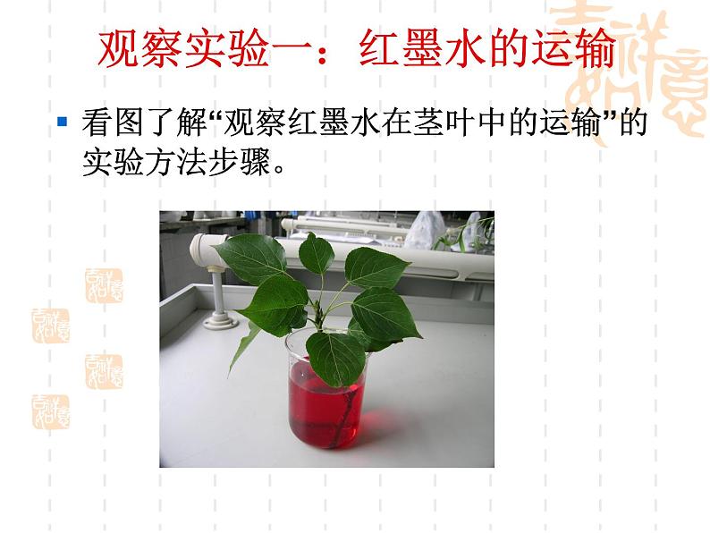 北京版七下生物 5.1 植物体内的物质运输 课件第8页