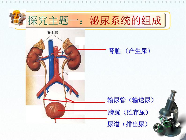 北师大版七下生物 11.2尿的形成与排出 课件第5页