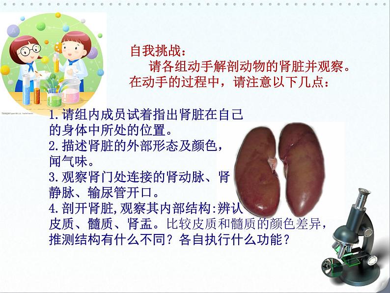 北师大版七下生物 11.2尿的形成与排出 课件第7页