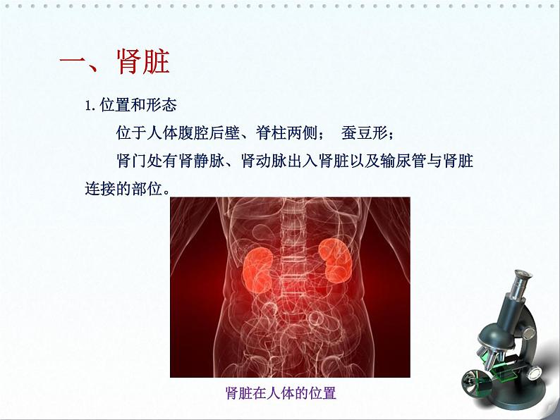 北师大版七下生物 11.2尿的形成与排出 课件第8页