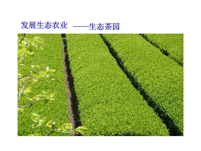 北师大版七下生物 14.2保护生物圈是全人类的共同义务 课件第8页