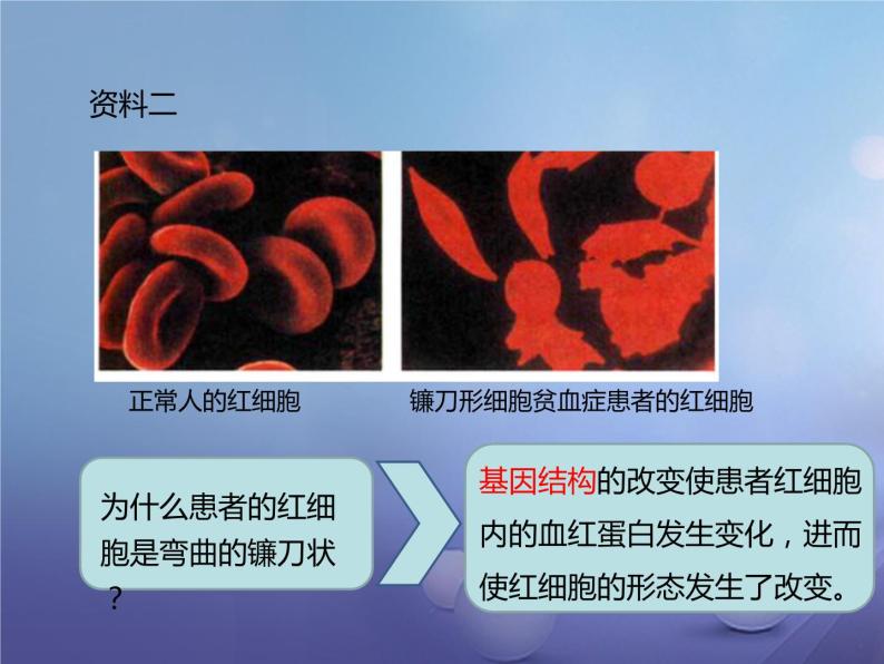 冀教版八下生物 6.2.2变异 课件07