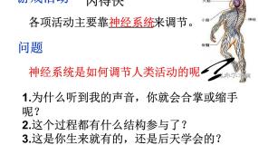 2021学年第三节 神经调节的基本方式备课ppt课件