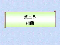 鲁科版（五四制）七下生物 6.1.2 细菌 课件