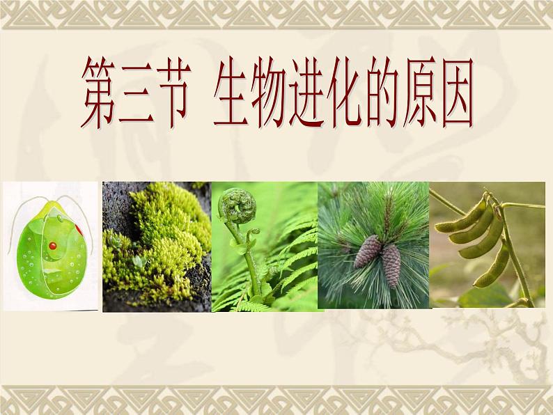 鲁科版(五四制)八下生物 8.3.3 生物进化的原因 课件第1页
