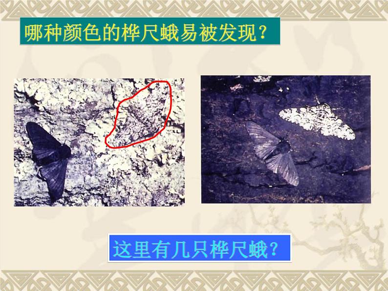 鲁科版(五四制)八下生物 8.3.3 生物进化的原因 课件第4页