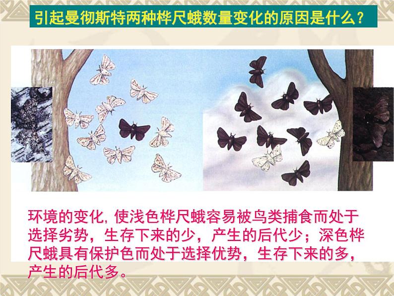 鲁科版(五四制)八下生物 8.3.3 生物进化的原因 课件第5页