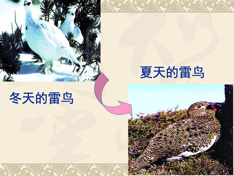 鲁科版(五四制)八下生物 8.3.3 生物进化的原因 课件第7页