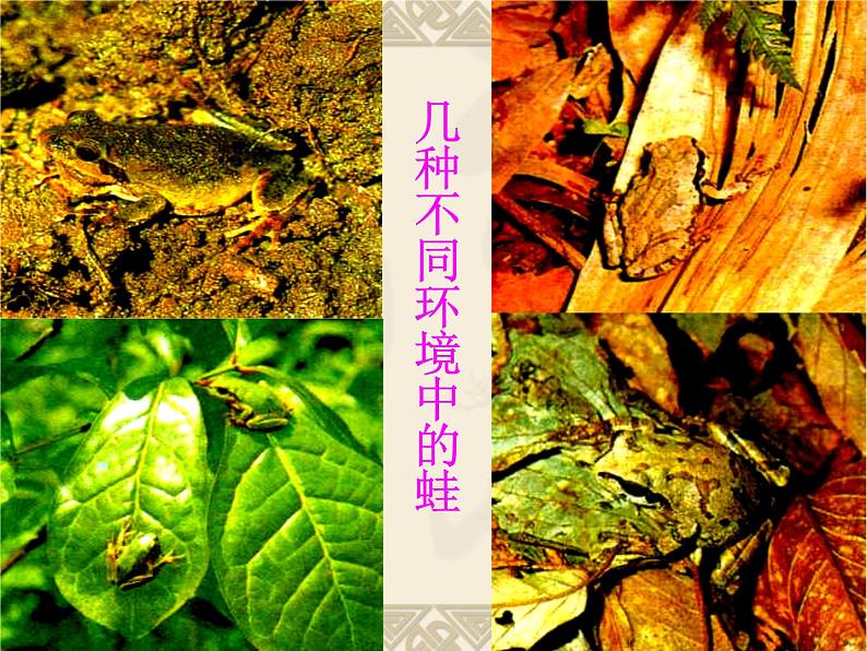 鲁科版(五四制)八下生物 8.3.3 生物进化的原因 课件第8页