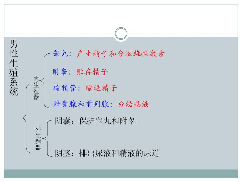 人教版七下生物 1.2人的生殖 课件04