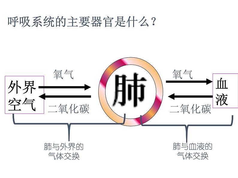 人教版七下生物 3.2发生在肺内的气体交换 课件03
