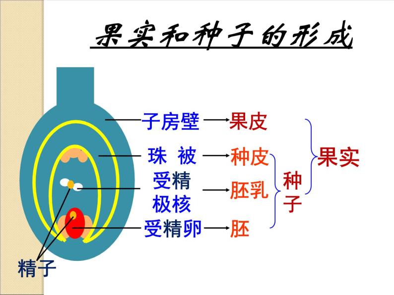 人教版八下生物 7.1.1植物的生殖 课件07