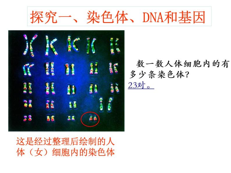 人教版八下生物 7.2.2基因在亲子代间的传递 课件04