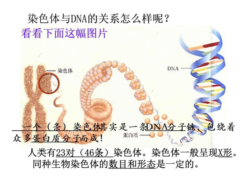 人教版八下生物 7.2.2基因在亲子代间的传递 课件06