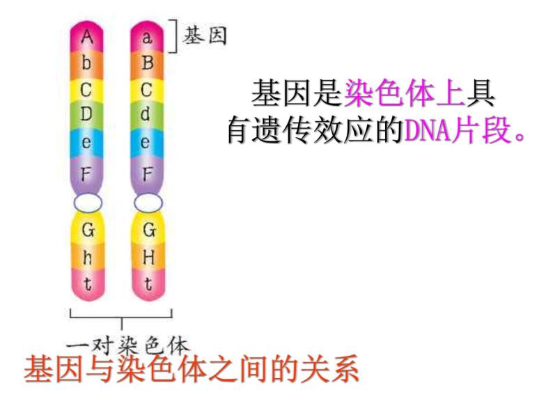 人教版八下生物 7.2.2基因在亲子代间的传递 课件07